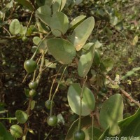 Capparis rotundifolia Rottler